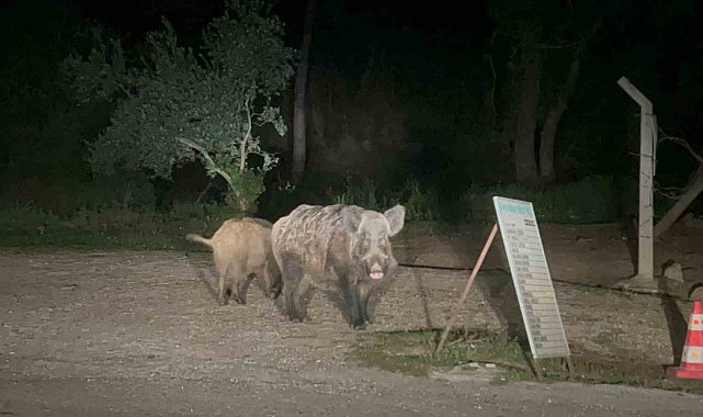 Marmaris'te domuzlar şehre indi