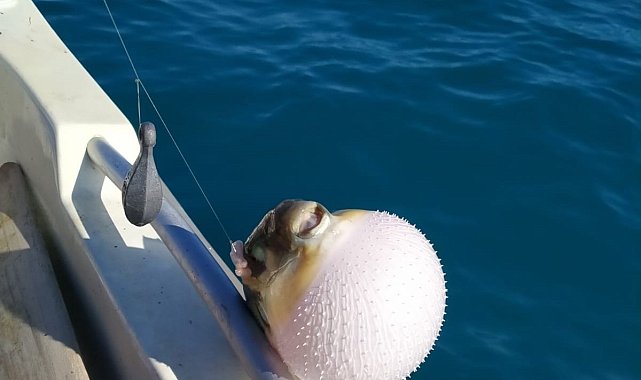 Mersinli balıkçılar 'balon balığı avcılığına yönelik teşvik'ten memnun