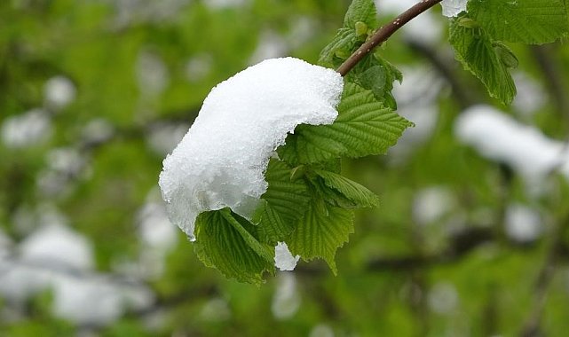 Meteoroloji'den "zirai don" uyarısı