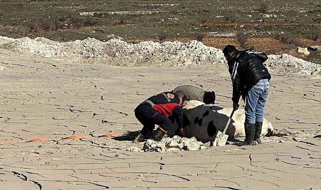 Midyat'ta bataklığa saplanan ineği itfaiye kurtardı