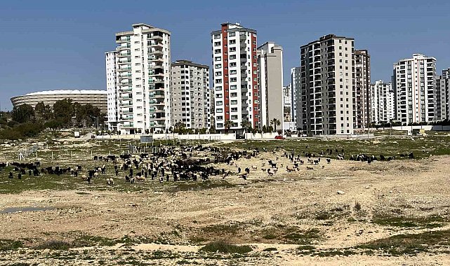 Milyonluk evlerin önü otlağa döndü