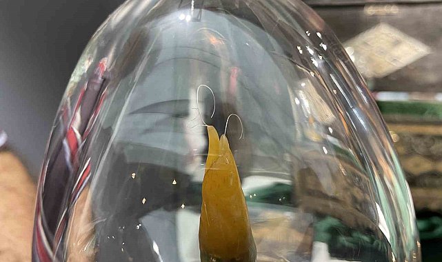 Mukaddes emanetler Sakarya&#039;da yoğun ilgi görüyor