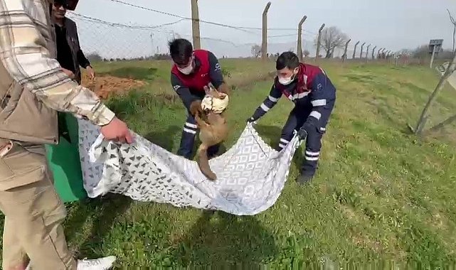 Pendik'te yaralı tilkinin imdadına belediye ekipleri yetişti