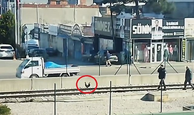 Sahibinin elinden kaçan horoz metro raylarına çıktı