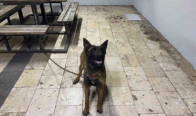 Şanlıurfa'da kurt köpeğini çalan hırsızlar yakalandı