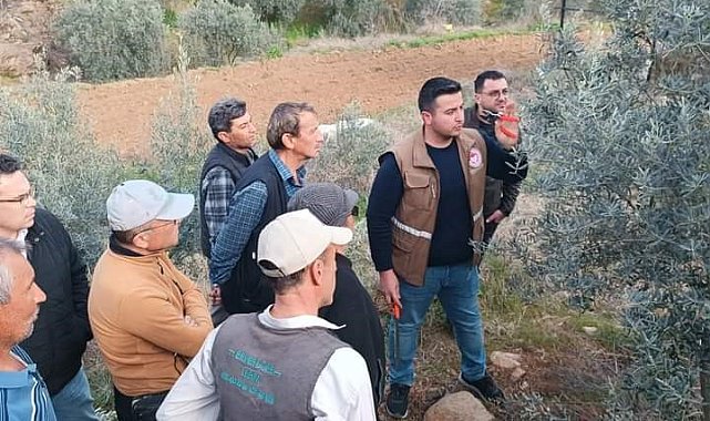Sarıgöl'de zeytin budama eğitimi