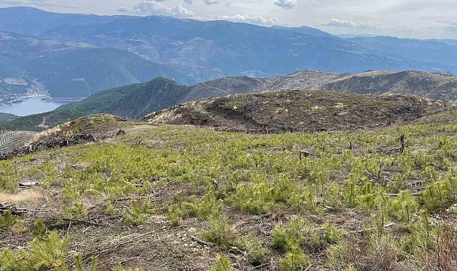 Sinop'ta 4 yıl önce yanan bölge yeniden yeşeriyor