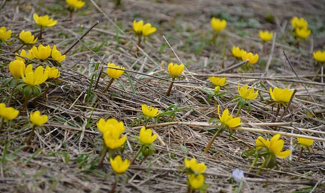 Şırnak'ta aynı anda hem kış hem bahar yaşanıyor