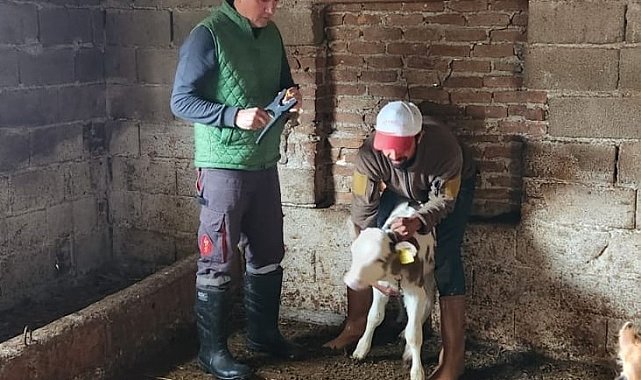 Söke'de büyükbaş hayvanların aşılanması devam ediyor