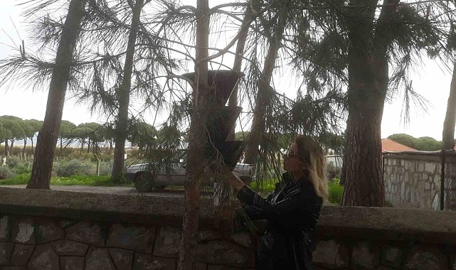 Söke'de kırmızı palmiye böceği tuzakları sayıldı