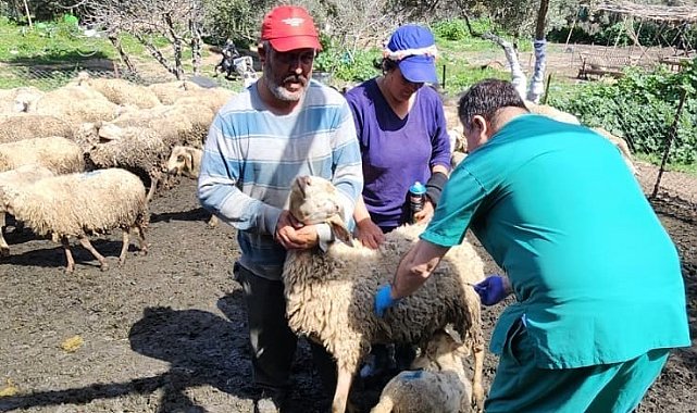 Söke'de küçükbaş hayvanlar aşılandı