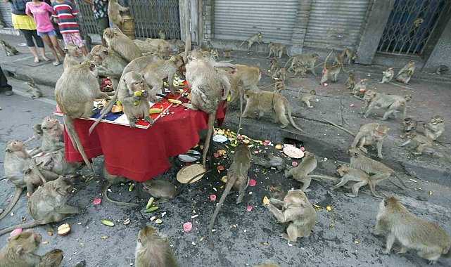 Tayland'da şehri istila eden maymunlar toplatılıyor