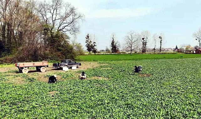 TR83 Bölgesi'nde istihdam azaldı, işsizlik arttı