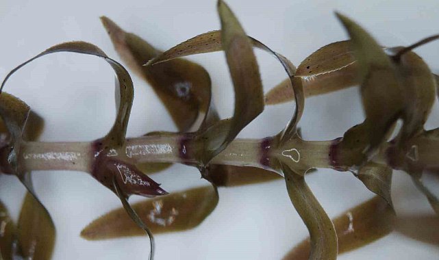 Türkiye'de ilk defa görülen yabancı bitki türü teşhis edildi