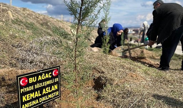 Üniversite öğrencileri şehitler anısına fidan dikti