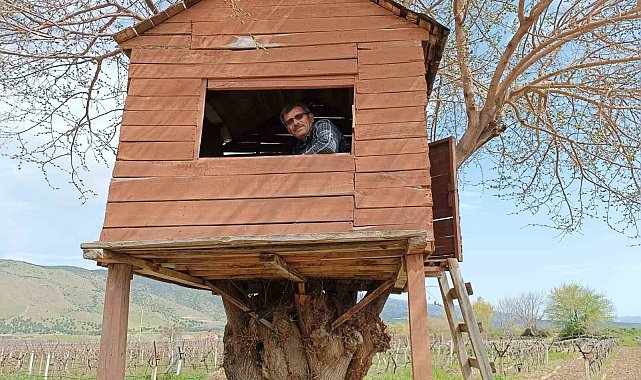 Üzüm bağındaki ağaç kondu ev ilgi odağı oldu