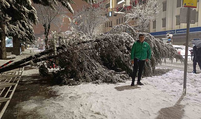 Van'da aşırı kar yağışına dayanamayan ağaç yola devrildi