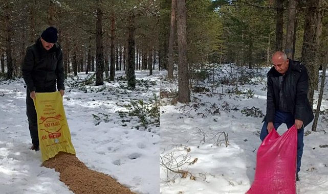 Yaban hayvanlarına yem bırakıldı