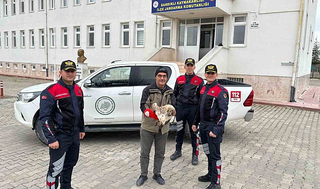 Yaralı kızıl şahini jandarma ekipleri buldu