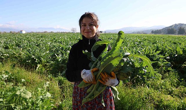 Yeşil elmas 'enginar' tarlada 20, tabakta 400 lira
