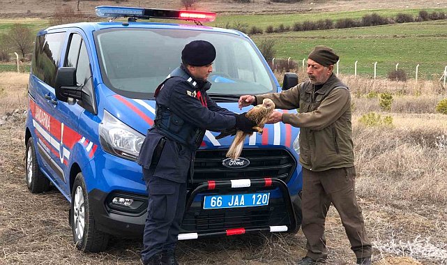 Yozgat'ta jandarmanın bulduğu yaralı kızıl şahin tedaviye alındı