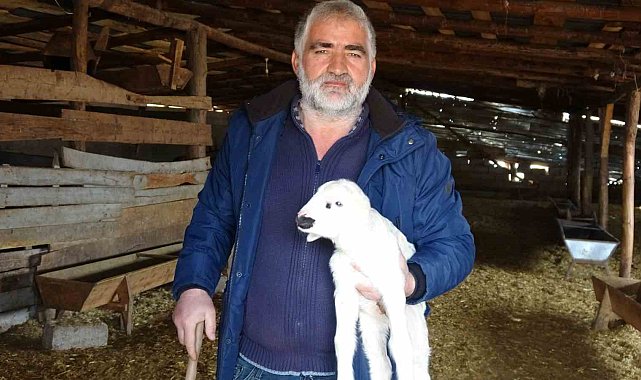 Yozgat'ta yetiştiriciler yeni doğan kuzularla sürülerini büyütüyor