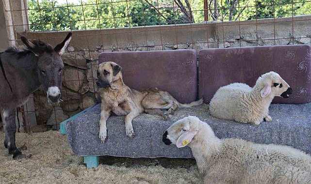Yüzde 70'i engelli 254 sokak hayvanına yuva kurdu