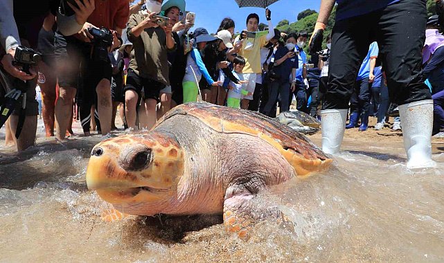 Zanzibar'da deniz kaplumbağası yiyen 9 kişi hayatını kaybetti