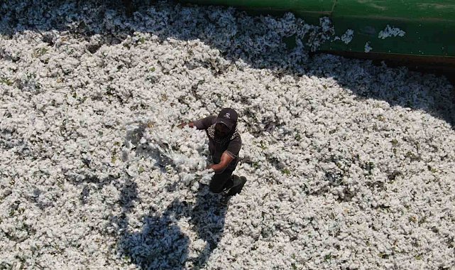 180 bin ton pamuk üretilen Hatay'da 3 bin depremzede çiftçiye pamuk tohumu dağıtıldı
