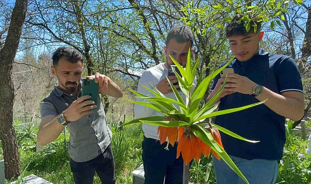 &#039;Hüzün Çiçeği&#039;ni koparanlara 244 bin 315 TL ceza