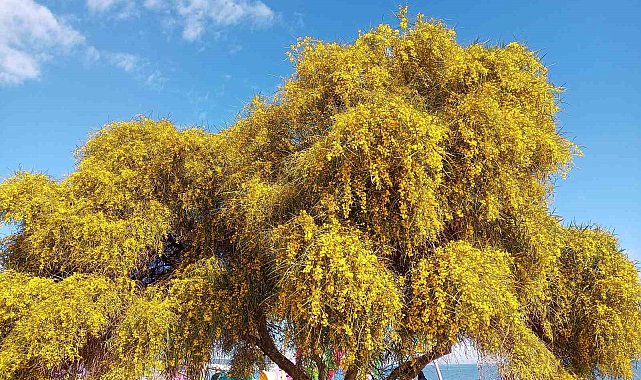 &#039;Polen alerjisi&#039; uyarısı: Sabah ve öğlen saatlerine dikkat