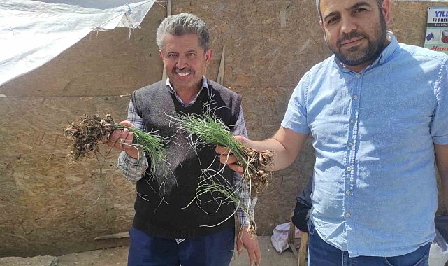 'Zuzubak' Otunun fiyatını duyan dönüp bir daha bakıyor: Kilosu 5 bin liradan alıcı buluyor