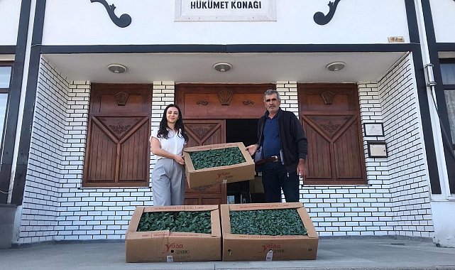 Abana'da çiftçilere 20 bin sebze fidesi dağıtıldı