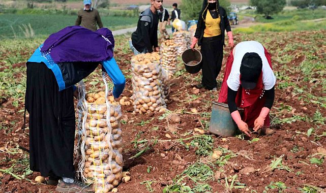 Adana'da turfanda patates hasadı başladı