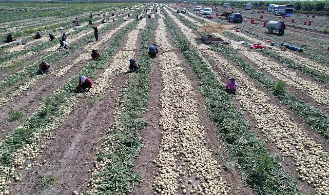 Adana'da turfanda soğan hasadı başladı