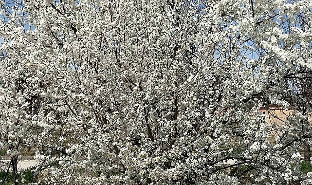 Afyonkarahisar'da ağaçlar baharın müjdecisi olarak rengarenk çiçek açtı