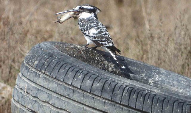 Alaca yalıçapkınının avladığı balıkla yaşadığı zor anlar objektiflere yansıdı