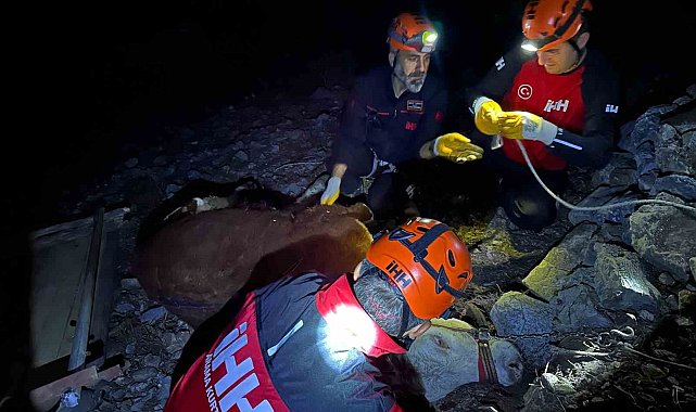 Alanya'da kamyondan düşen dana 400 metrelik uçurumdan kurtarıldı