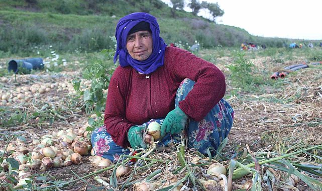 Amik Ovası'nda sıcak havada zorlu hasat: Soğan tarlada 17 TL'den alıcı buluyor