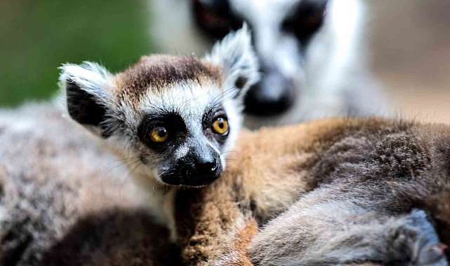 Antalya Doğal Yaşam Parkı, yeni yavrularla coşkulu bir bahar yaşıyor