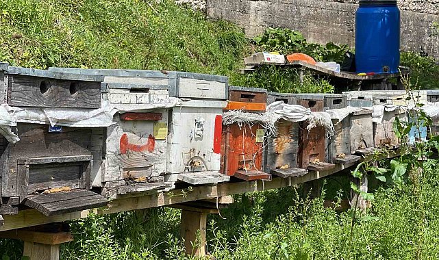 Anzer balı üretimi yapan arıcılar yeni sezondan ümitli