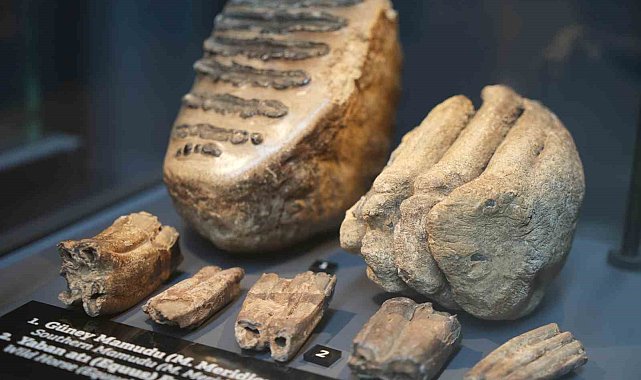 Aralarında mamut fosilinin de yer aldığı 545 milyon yıllık fosiller Samsun'da sergileniyor