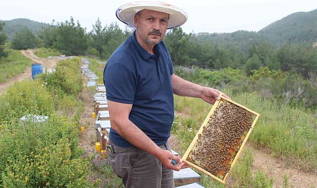 Arıcıların yeni favorisi avokado ve muz balı
