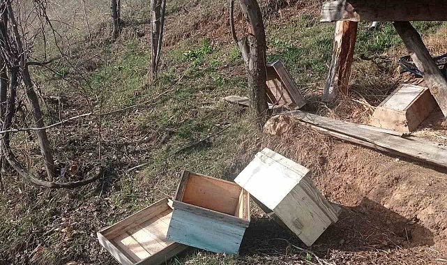 Artvin'de kış uykusundan uyanan ayılar yayla evlerini talan etti