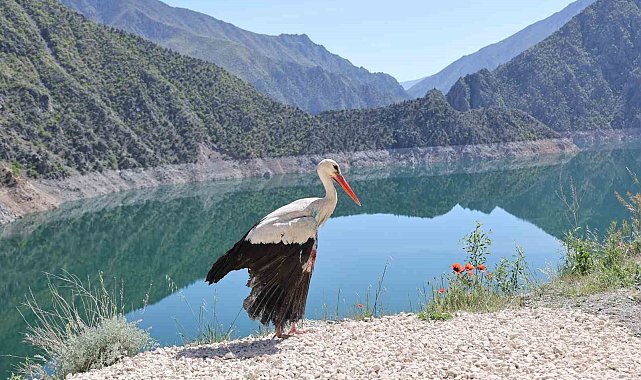 Artvin'de tedavisi tamamlanan leylek doğaya bırakıldı