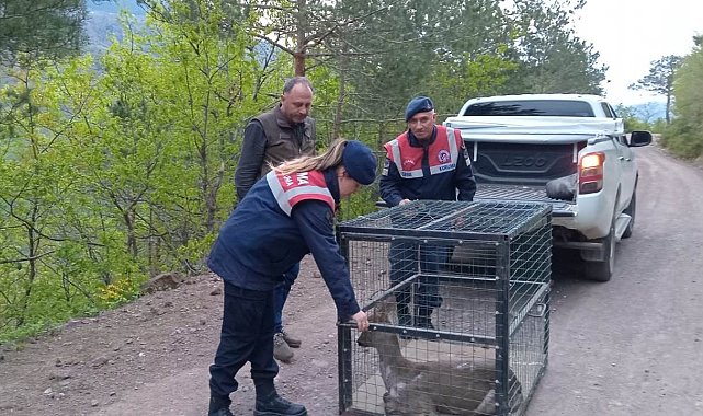 Artvin'de yaralı karaca tedavisinin ardından doğaya bırakıldı