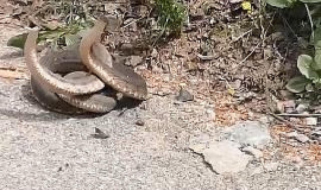 Artvin'de yılanların dansı görüntülendi