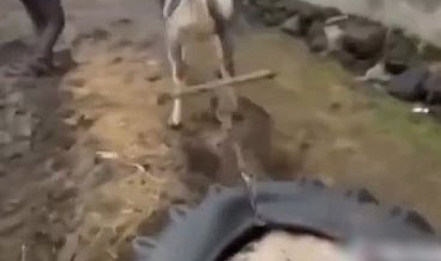 Ata eziyet eden kişilere ceza kesildi