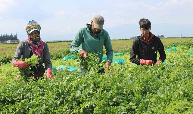 Azimle ve özenle seçilen maydanozda zorlu hasat