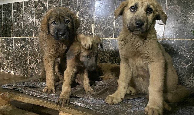 Aziziye Belediyesi; "Sevimli dostlarımızla dost bir kurumuz"
